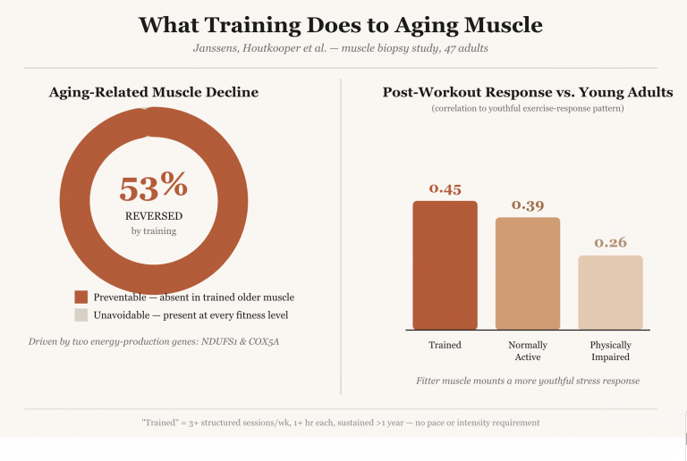 Muscle Aging is Reduced in Regular Exercisers Over 50